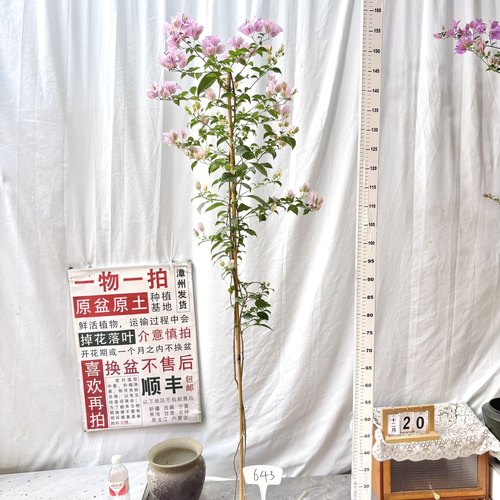 高飘【苹果花】643一物一拍漳州三角梅原生带盆土四季勤花阳台