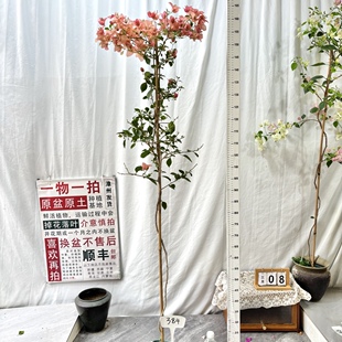 勤花阳台 384一物一拍漳州三角梅原生带盆土四季 高飘 卡亚塔