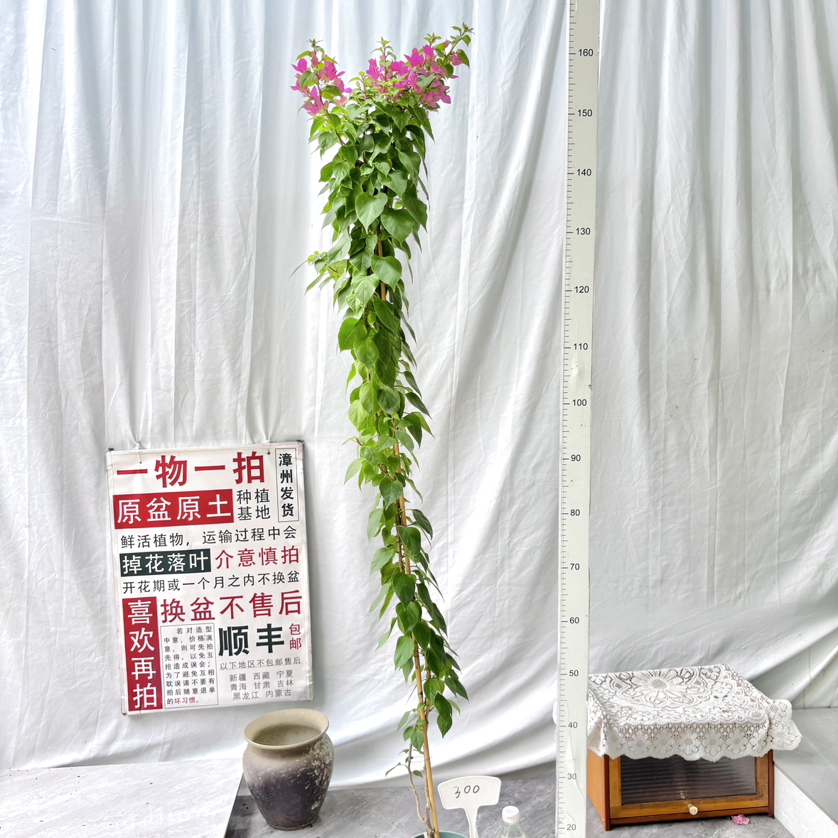 高飘【粉狐狸】300一物一拍漳州三角梅原盆原土四季勤花阳台