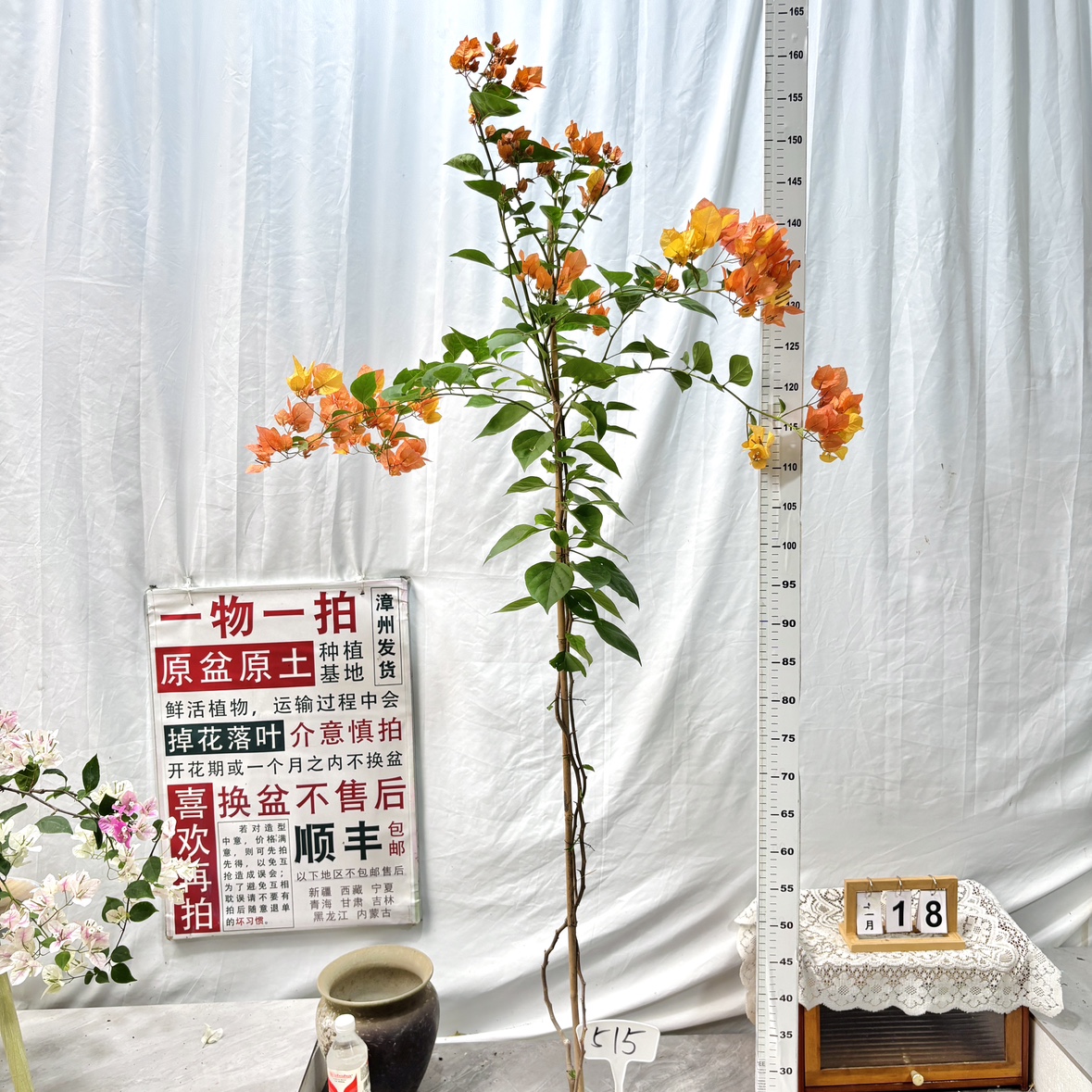 高飘【阿达娜】515一物一拍漳州三角梅原生带盆土四季勤花