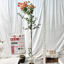 高飘【橙西瓜】504一物一拍漳州三角梅原生带盆土四季勤花阳台