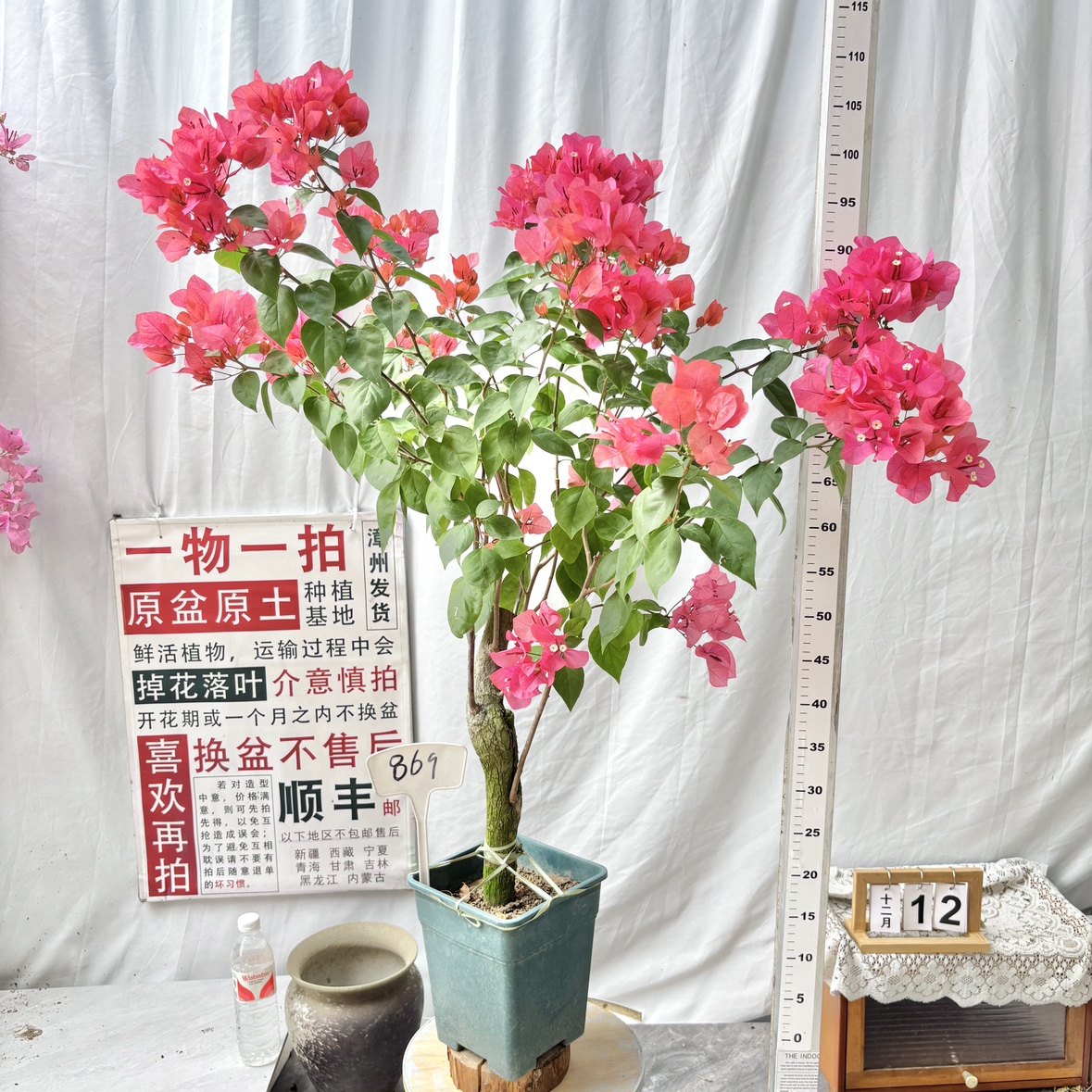 高杆方盆【同安红】869一物一拍漳州三角梅原生带盆土四季勤花