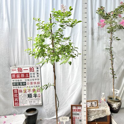 高飘【粉天使】605一物一拍漳州三角梅原生带盆土四季勤花阳台