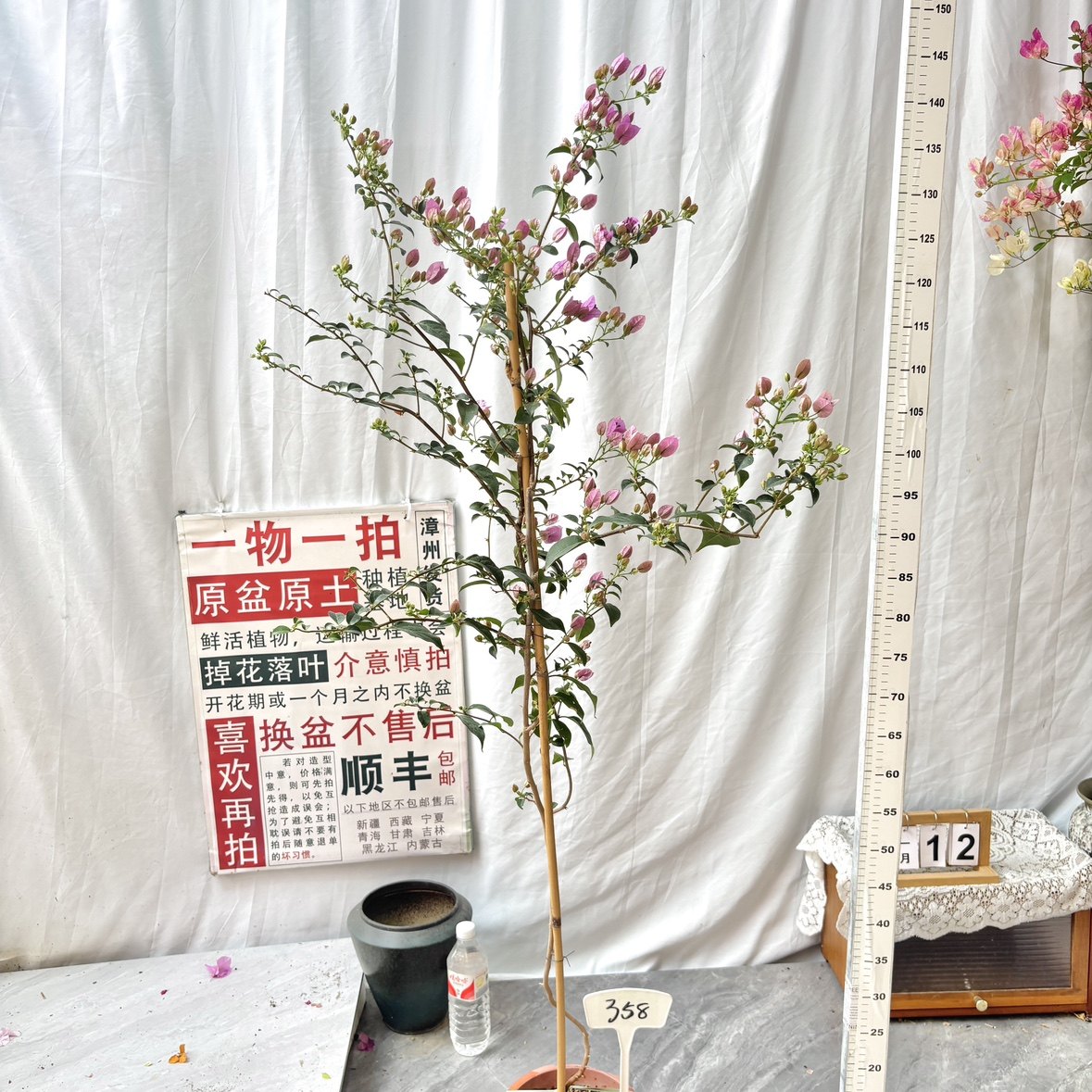 高飘【巴西紫】358一物一拍漳州三角梅原生带盆土四季勤花阳台,鲜花速递/花卉仿真/绿植园艺,绣球/木绣球/木本植物,淘宝优惠券,粉丝福利购,淘宝优惠卷