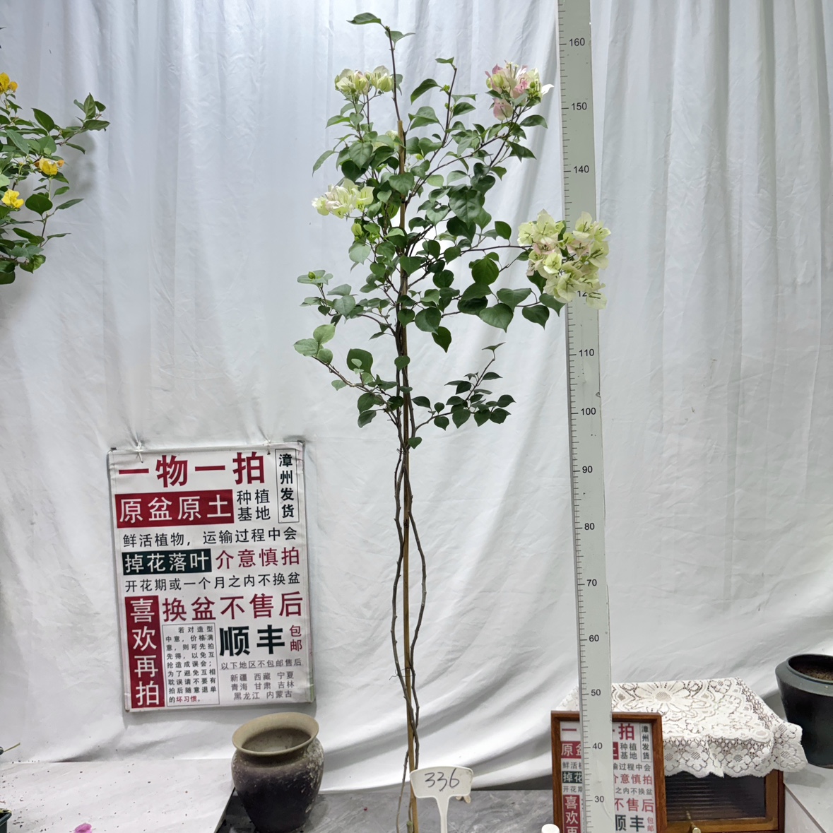 高飘【绿樱】336漳州三角梅原盆土庭院一物一拍四季勤花阳台