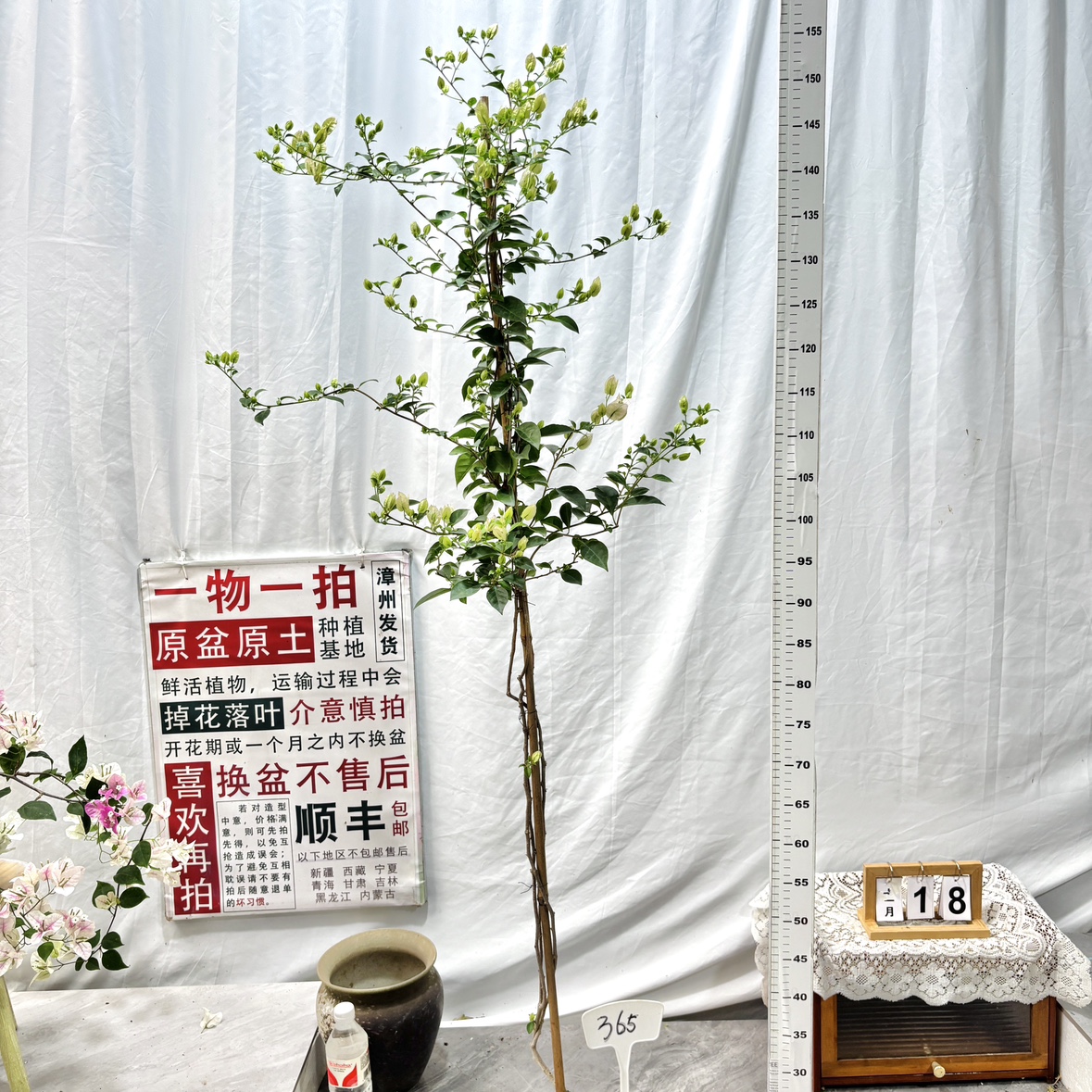 高飘【丽娜】365一物一拍漳州三角梅原生带盆土四季勤花阳台