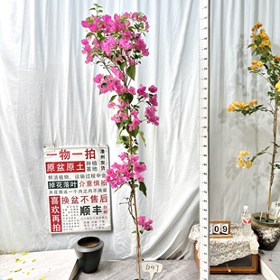 高飘【绿叶宫粉】647一物一拍漳州三角梅原生带盆土四季勤花阳台