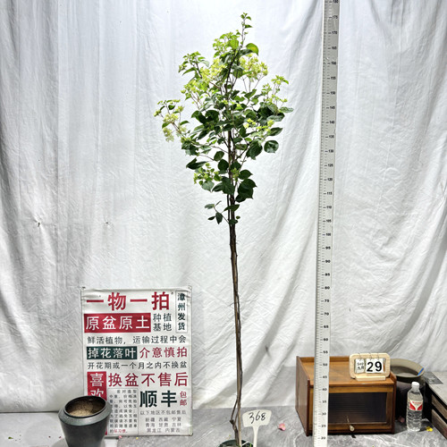 高飘【重瓣怡景】368一物一拍漳州三角梅原生带盆四季勤花阳台
