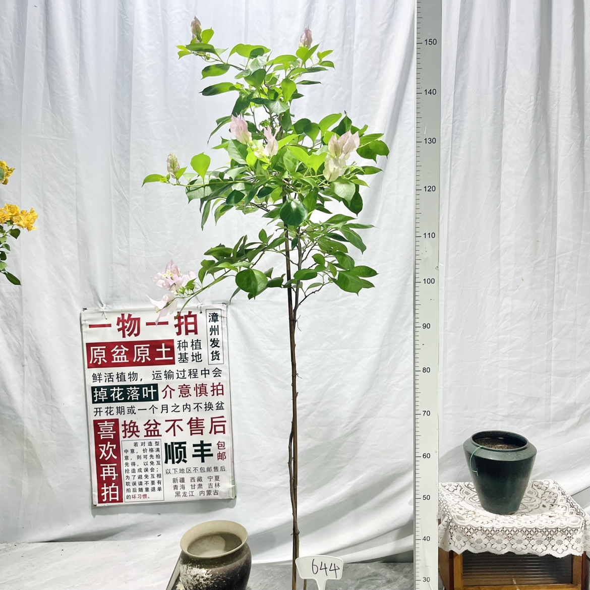 高飘【金夫人】644一物一拍漳州三角梅原生带盆土四季勤花阳台