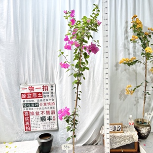 高飘【绿叶宫粉】394一物一拍漳州三角梅原生带盆土阳台四季勤花