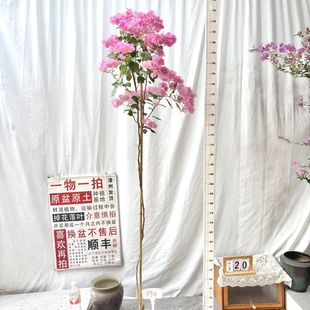 勤花 394一物一拍漳州三角梅原生带盆土阳台四季 高飘 红粉佳人