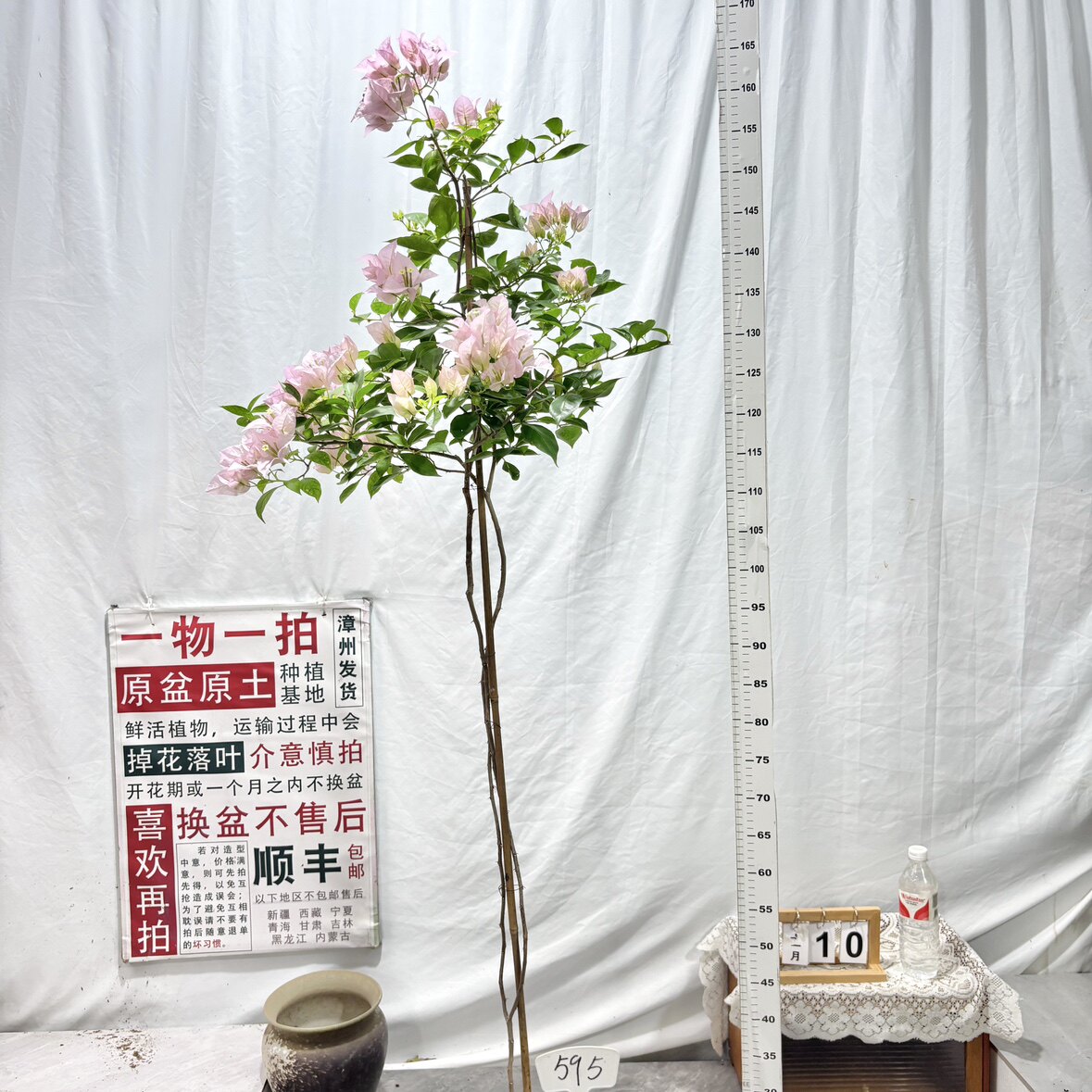 高飘【粉天使】595一物一拍漳州三角梅带盆土四季勤花阳台庭院