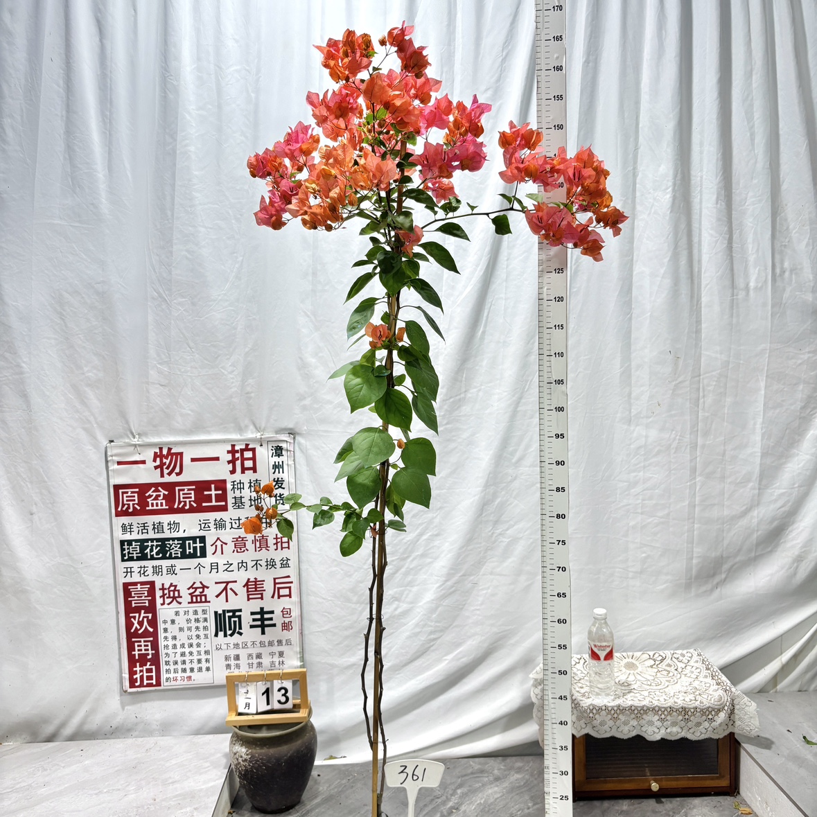 高飘【波妹】361一物一拍漳州三角梅原生带盆阳台四季勤花