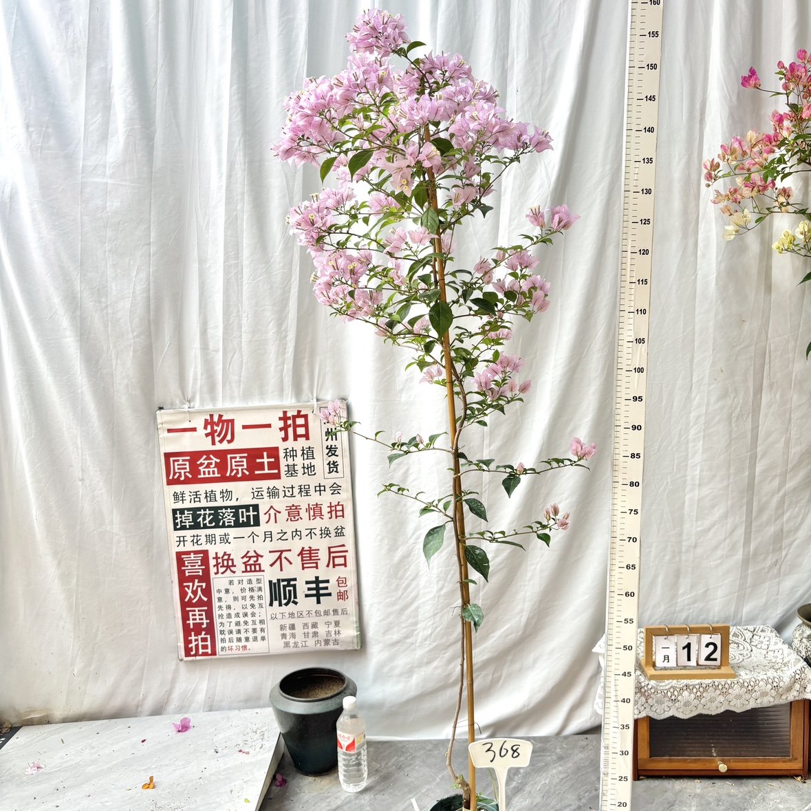 高飘【苹果花】368一物一拍漳州三角梅原生带盆四季勤花阳台,鲜花速递/花卉仿真/绿植园艺,绣球/木绣球/木本植物,淘宝优惠券,粉丝福利购,淘宝优惠卷