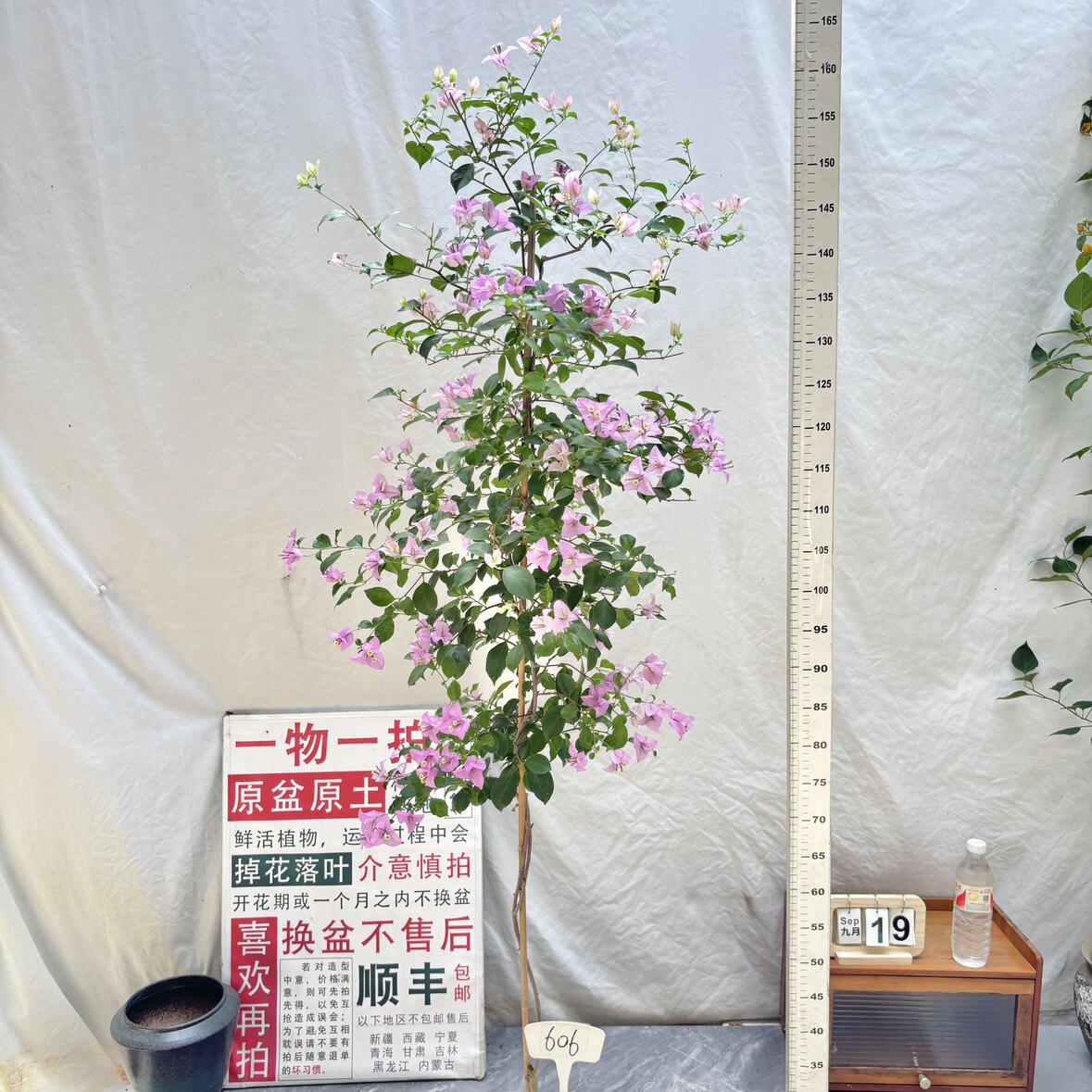 高飘【雪紫】606漳州三角梅一物一拍原生带盆土四季勤花阳台