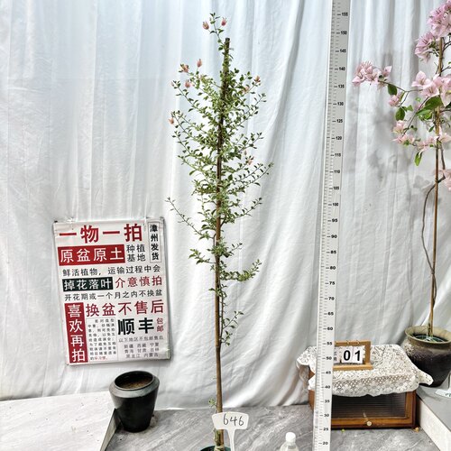 高飘【少女心】646一物一拍漳州三角梅原生带盆土四季勤花阳台