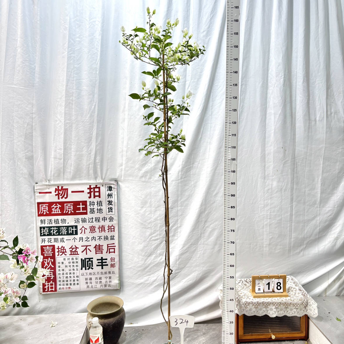 高飘【白雪公主】324一物一拍漳州三角梅原生原盆原土四季勤花