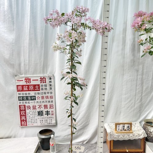 高飘【苹果花】356一物一拍漳州三角梅原生带盆土四季勤花阳台