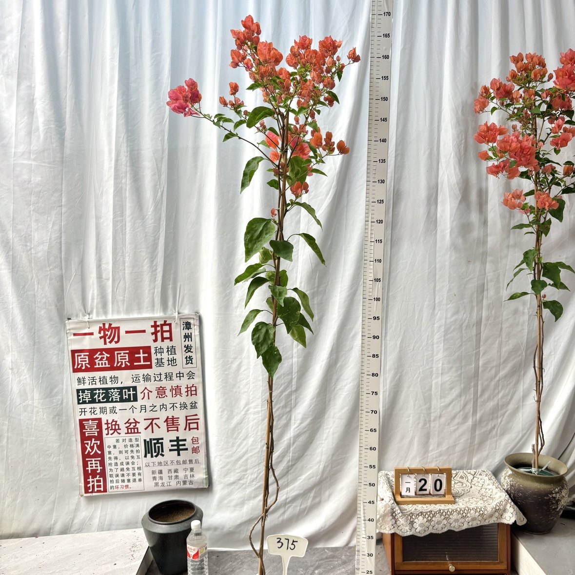 高飘【阿奴娜】375一物一拍漳州三角梅原生带盆土四季勤花阳台,鲜花速递/花卉仿真/绿植园艺,绣球/木绣球/木本植物,淘宝优惠券,粉丝福利购,淘宝优惠卷