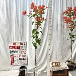 高飘【阿奴娜】375一物一拍漳州三角梅原生带盆土四季勤花阳台