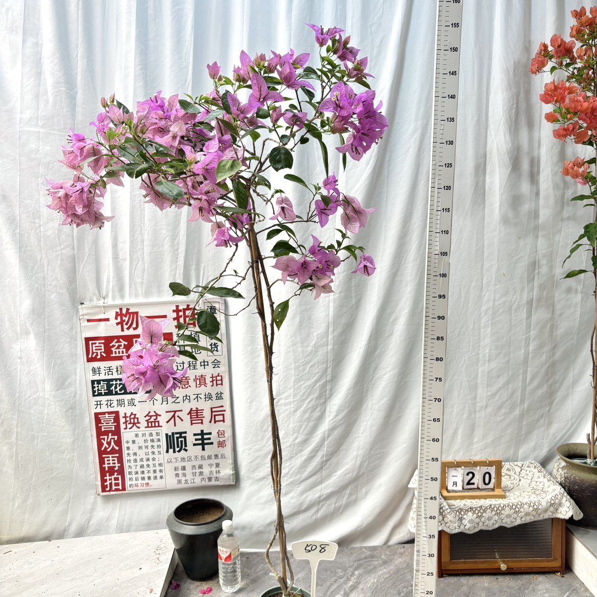 高飘【新大宫粉】508一物一拍漳州三角梅原生带盆土四季勤花阳台,鲜花速递/花卉仿真/绿植园艺,绣球/木绣球/木本植物,淘宝优惠券,粉丝福利购,淘宝优惠卷