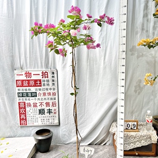 高飘【漳红樱】649一物一拍漳州三角梅原生带盆土四季勤花阳台