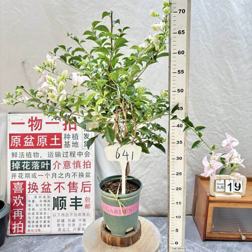 矮飘【苹果花】641一物一拍漳州三角梅原生带盆土四季勤花阳台