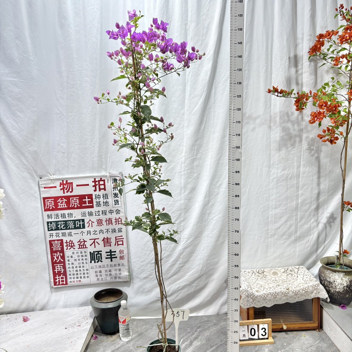 高飘【银边水仙紫】357一物一拍漳州三角梅原生带盆土四季勤花,鲜花速递/花卉仿真/绿植园艺,绣球/木绣球/木本植物,淘宝优惠券,粉丝福利购,淘宝优惠卷