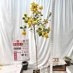高飘【暗斑浅黄】313 一物一拍漳州三角梅原生带盆土四季勤花阳台