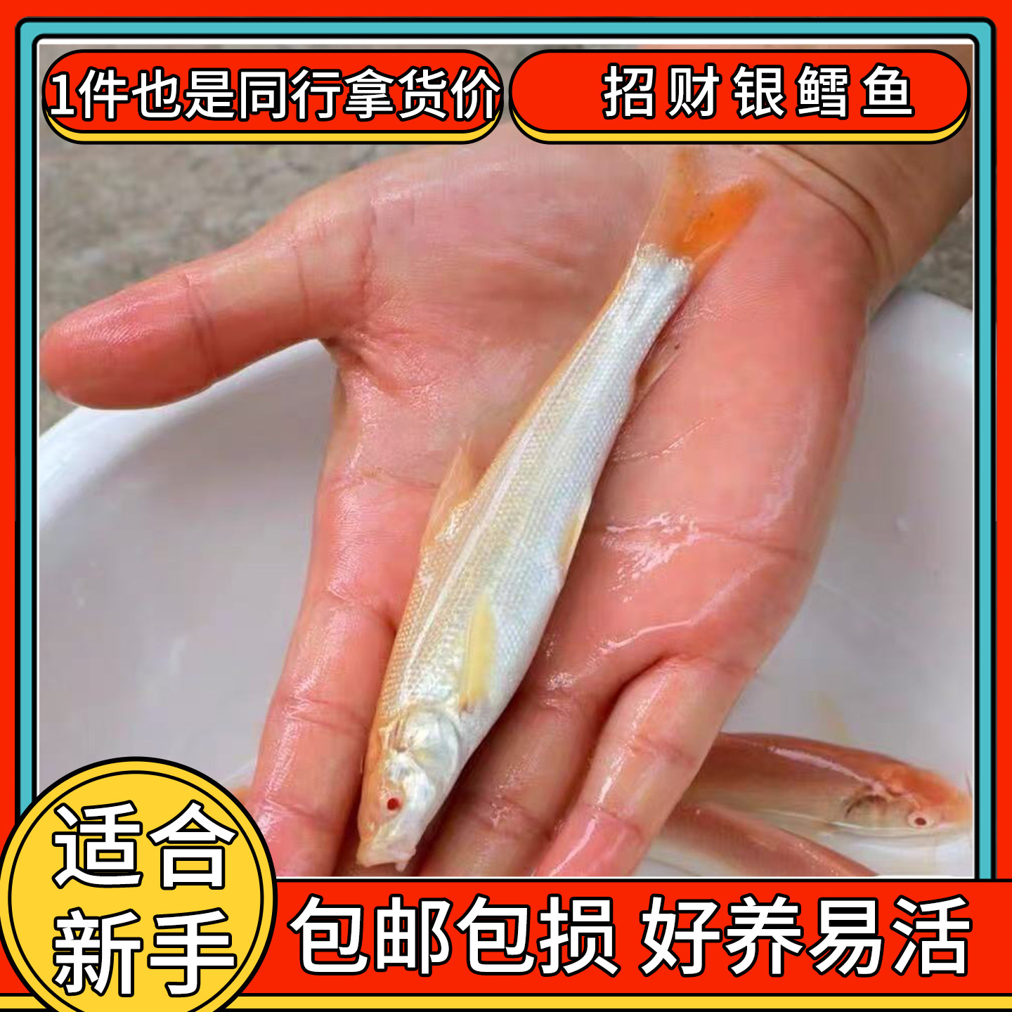 红眼招财龙黄化银鳕鱼大鳞鲃热带原生鱼冷水观赏鱼金鱼活体鱼苗