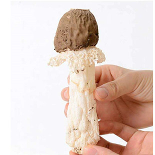 贵州织金竹荪特产黑头竹荪100g竹笙香荪干货肉厚竹笙