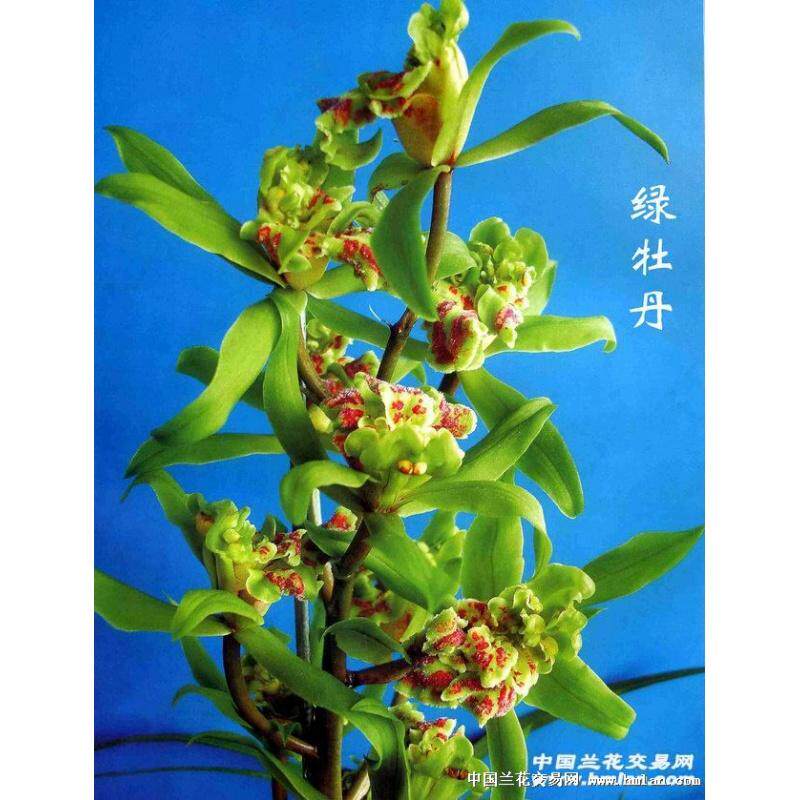 包邮云南室内兰花苗浓香蕙兰 绿牡丹 阳台花卉兰花盆栽 自然种植