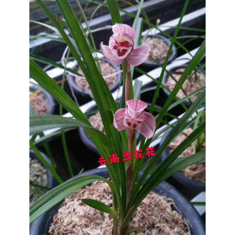 当年开花 兰花苗包活 莲瓣兰 盛世红荷 阳台花卉兰花盆栽自然种植