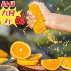 秭归九月红橙宜昌脐橙10斤整箱当季新鲜甜橙子果冻橙柑橘大中水果