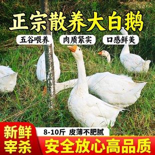 农场散养2年老鹅土鹅肉大白鹅整只现杀冷冻新鲜放养鹅铁锅炖大鹅