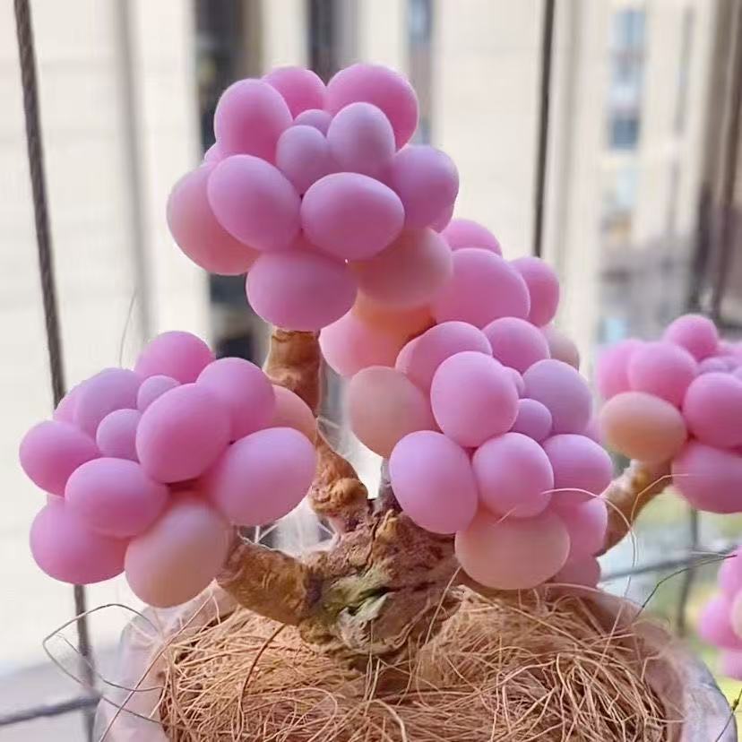 桃蛋群生多头多肉植物