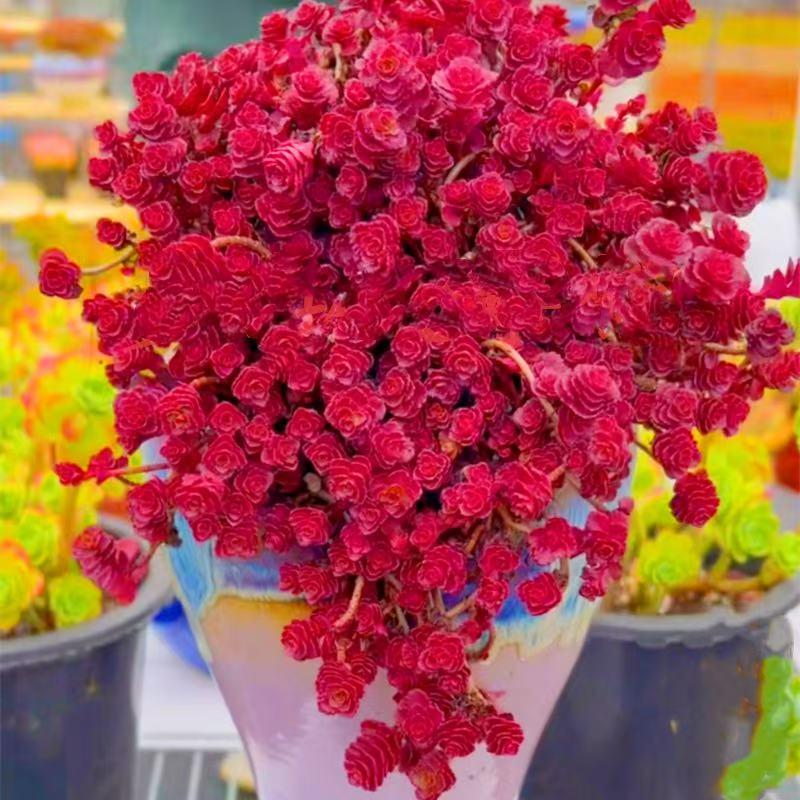 绿植办公室内超萌肉肉花卉盆栽