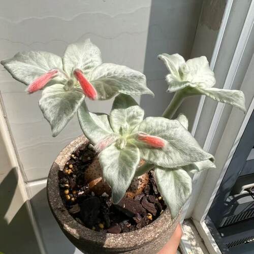 断崖女王王子月宴稀有趣味多肉