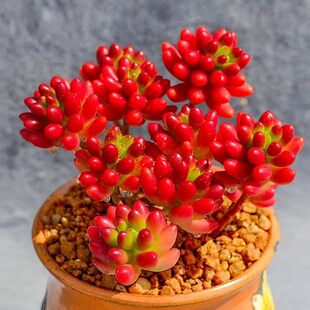 虹之玉锦多肉植物转运珠室内花卉盆栽净化空气红色肉肉新手好养活
