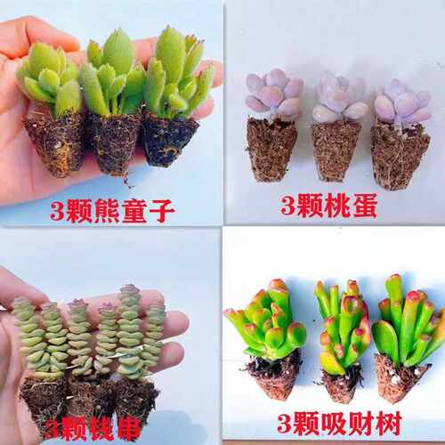 新手套餐好养办公室内小多肉植物