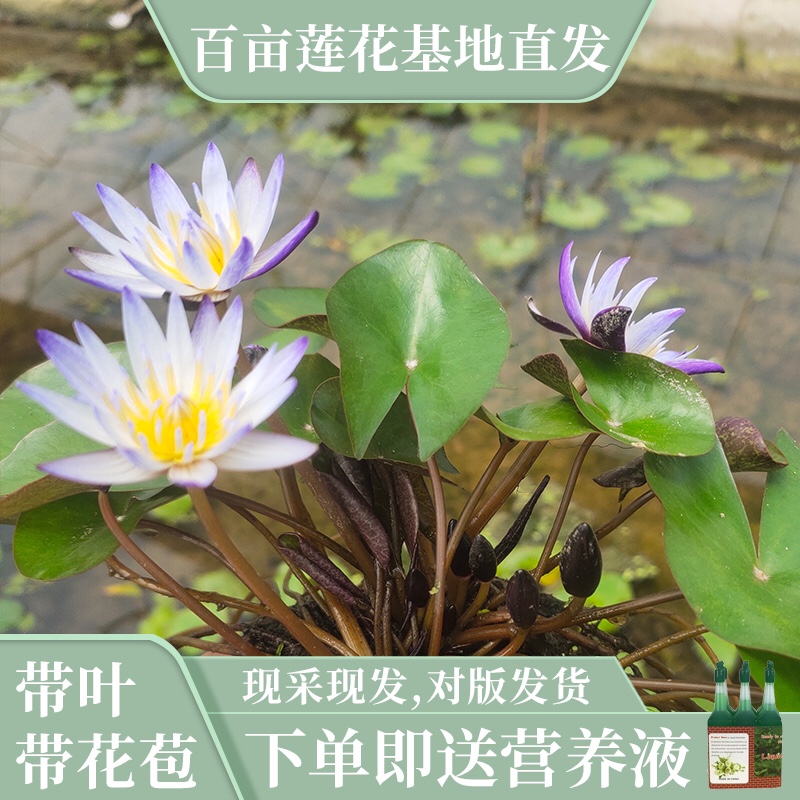 睡莲黑美人多贝睡火莲花苞多四季开花阳台庭院鱼池塘荷花一叶莲-封面