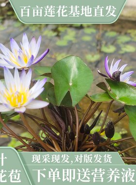花多睡莲黑美人笨笨花园基地直发