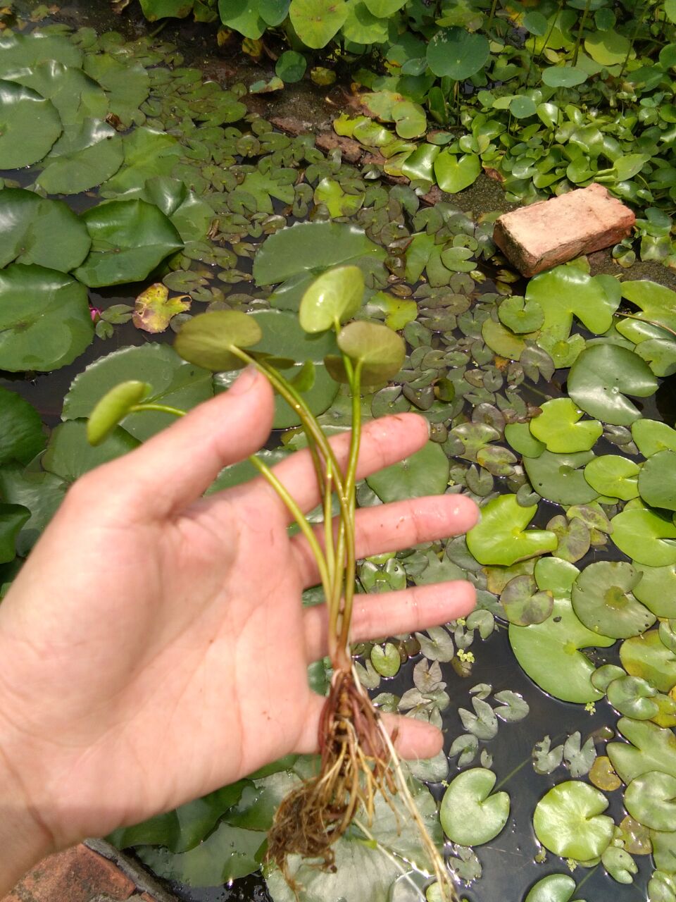 景观鱼缸花苞迷你庭院浮萍一叶莲图片