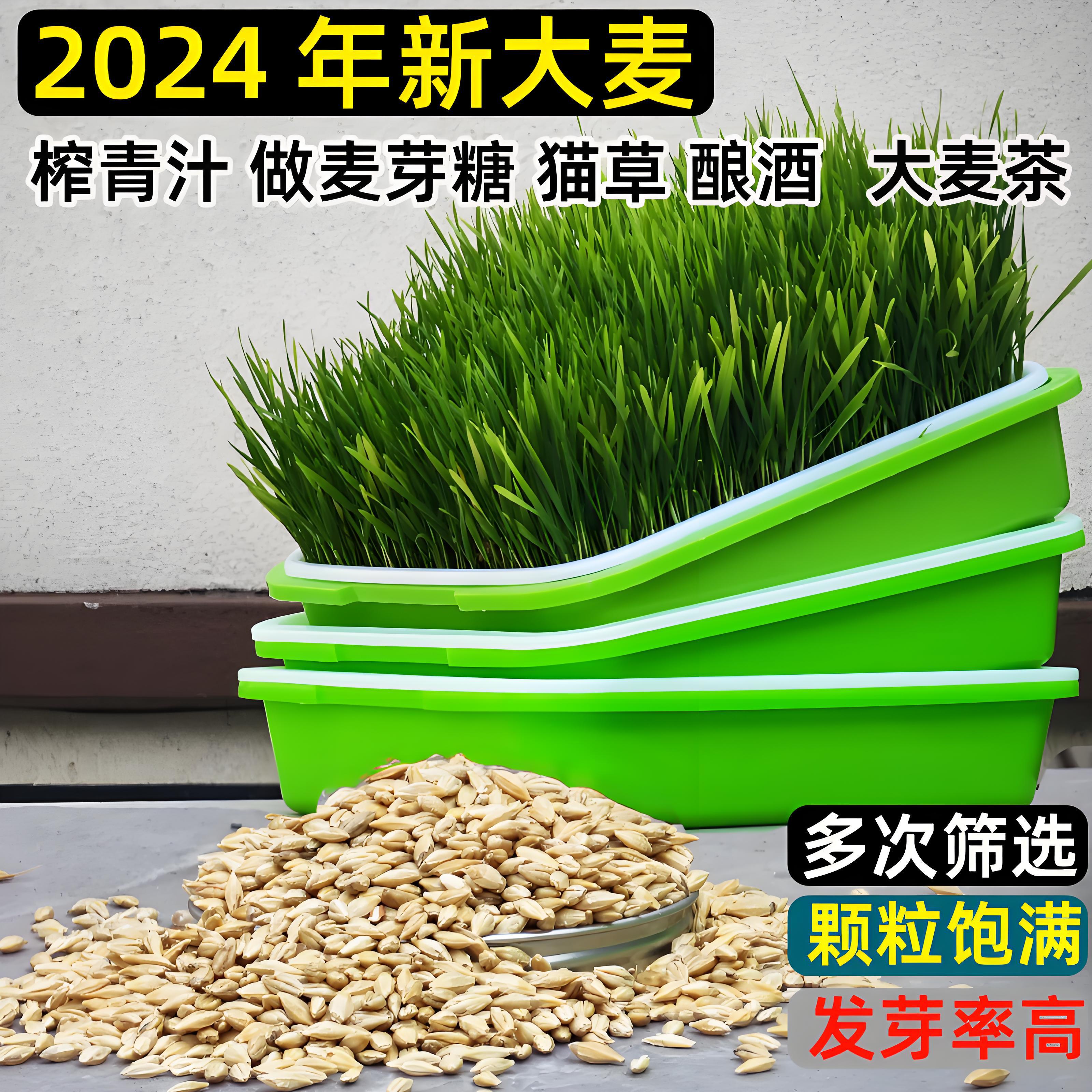 发麦芽带皮大麦小麦黑麦粒
