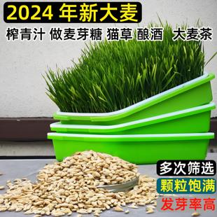 2025年新带皮大麦粒发芽做麦芽糖榨青汁猫草大麦茶麦苗麦草种植盘