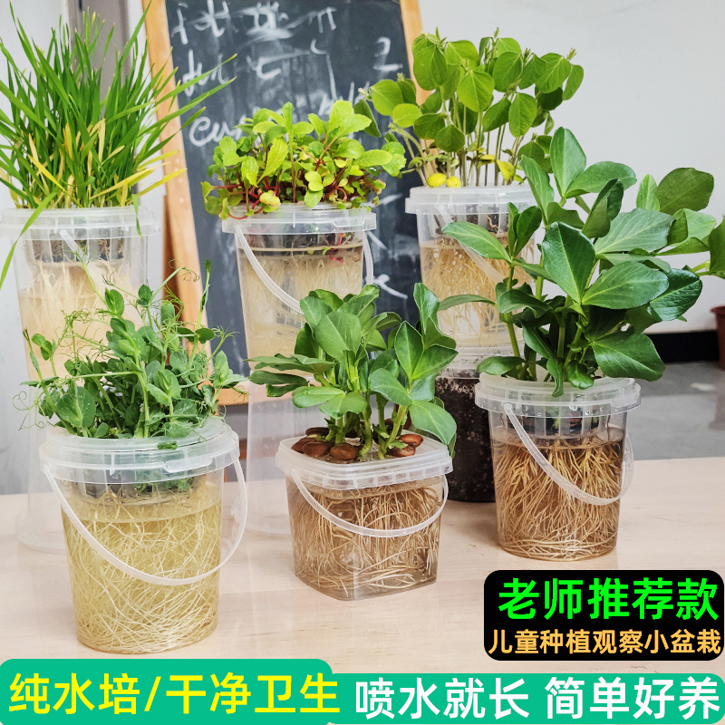 老师推荐学生幼儿园观察植物水培豆子生长过程儿童实验作业套装