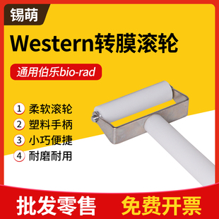 Blot转膜滚筒WB滚轮蛋白转膜贴膜赶气泡硅胶滚子 国产伯乐Western