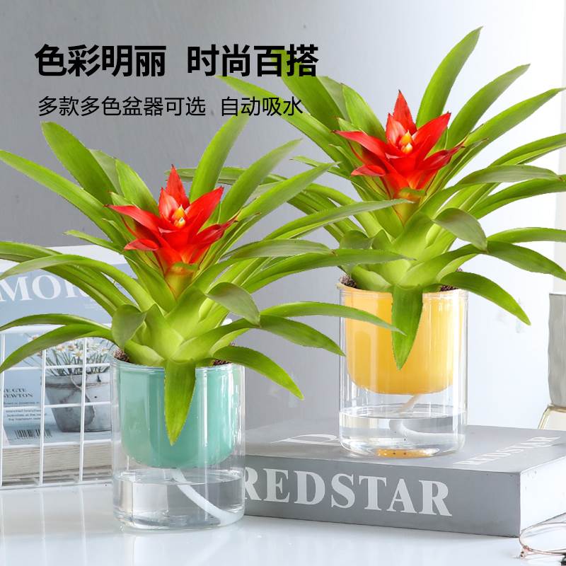 鸿运当头植物盆栽水培室内四季常青小红星绿植好养花卉凤梨花盆景