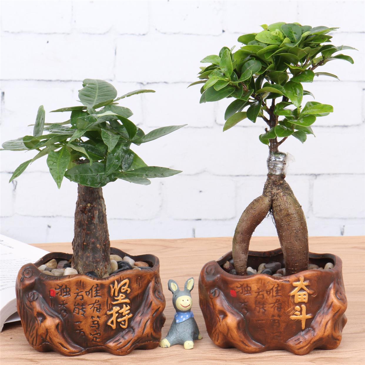 四季常青耐寒造型榕树树桩盆景苗室内植物九里香发财树盆栽花卉