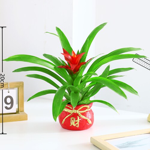 鸿运当头水培盆栽室内植物四季好养客厅绿植红掌花卉阳台摆放易活